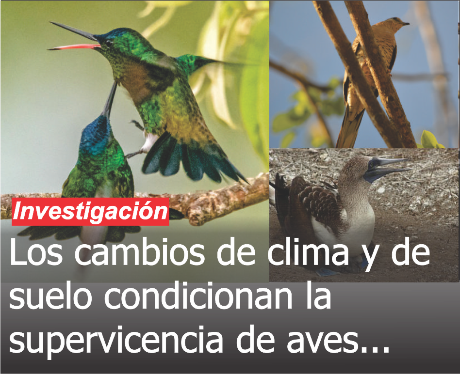 Los cambios en el clima aves 3